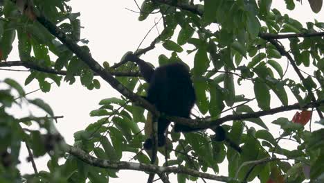 el gibón siamang se acuesta listo para dormir en un árbol en la selva tropical