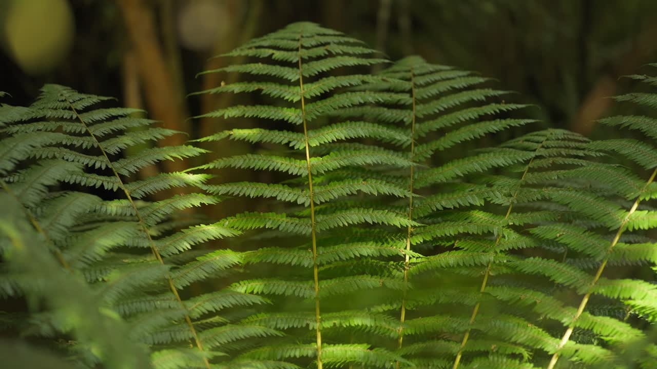 hojas de helecho verdes perfectas en el bosque de nueva zelanda, planta simbólica