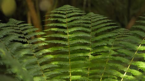 Perfect-green-fern-leaves-in-forest-of-New-Zealand,-symbolic-plant