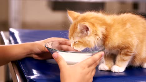 child feeding a cat with milk