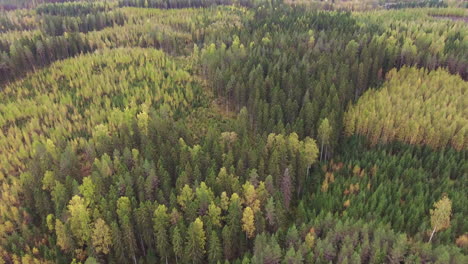 drone shot of a autumn colored boreal forest