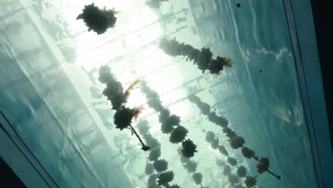 underwater seaweed farm