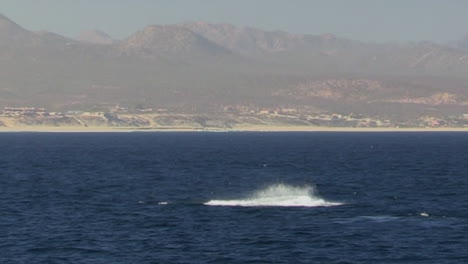ballena jorobada rompiendo con montañas en el fondo