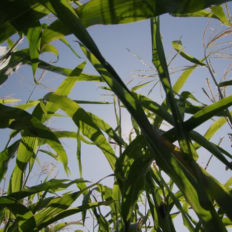 high green stems of corn against the blue sky