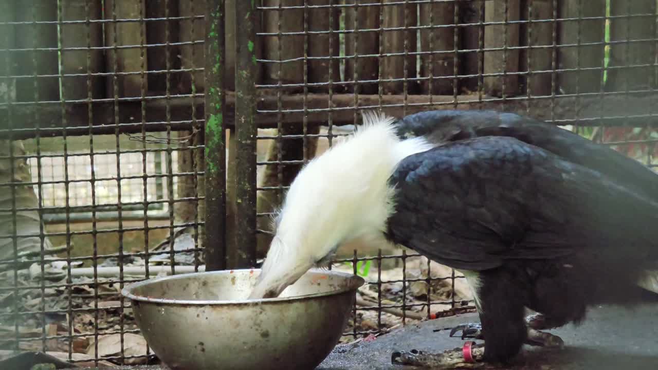 새 가 동굴 에 있는 그 에서 먹고 있다