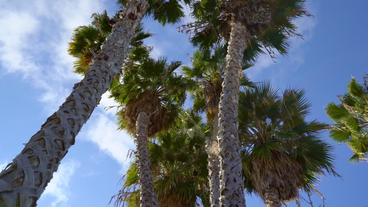 пальмы с лучами бога замедленная съемка