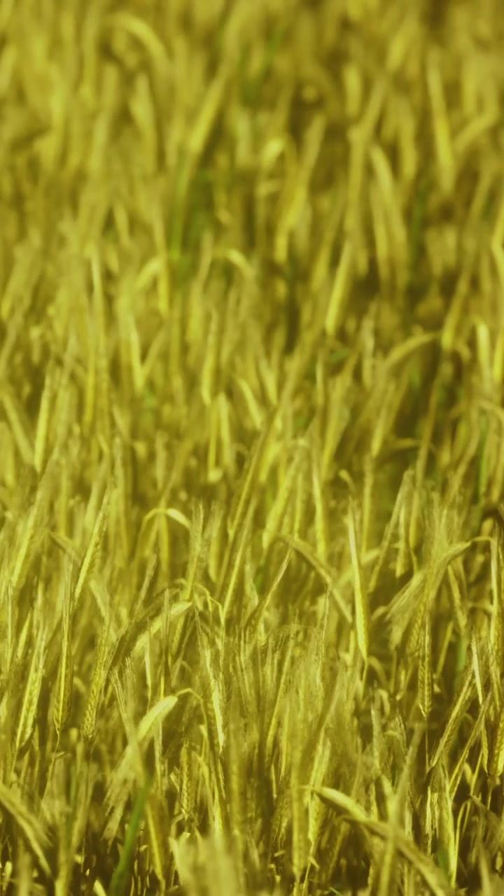 Campo di grano dorato sotto il sole splendente durante la stagione del raccolto in autunno