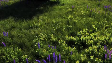 Hermosas-Flores-De-Lupino-Con-Hierba-Ventosa