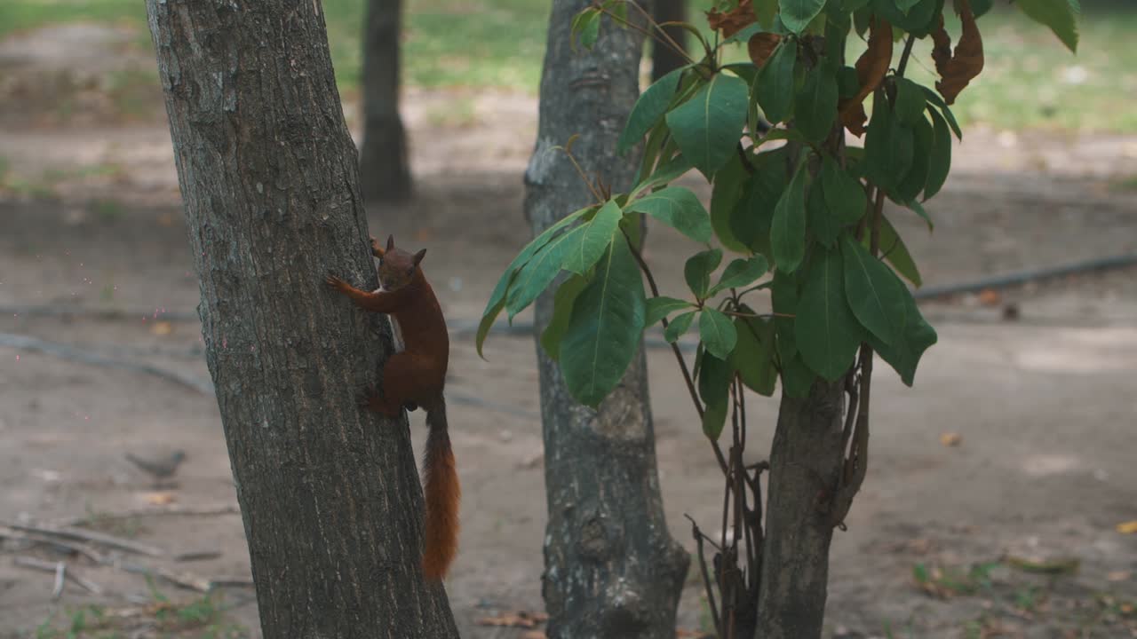 seguimiento de la toma en cámara lenta de una ardilla trepadora en un tronco de árbol de madera en el parque nacional colombiano