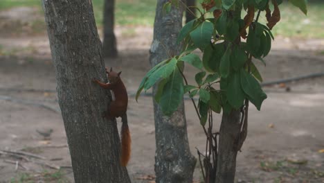Tracking-slow-motion-shot-of-climbing-squirrel-on-wooden-trunk-of-tree-in-Colombian-national-park