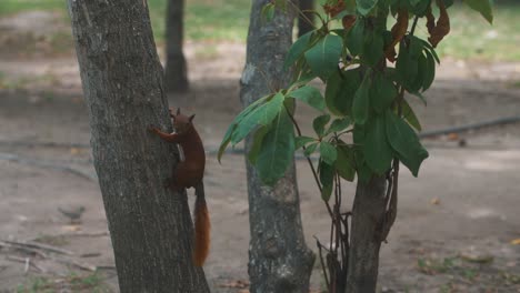 tracking slow motion shot of climbing squirrel on wooden trunk of tree in colombian national park