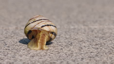 caracol en el suelo