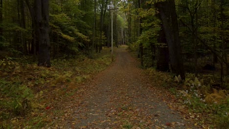 forest path in beautiful nature landscape in new england wilderness