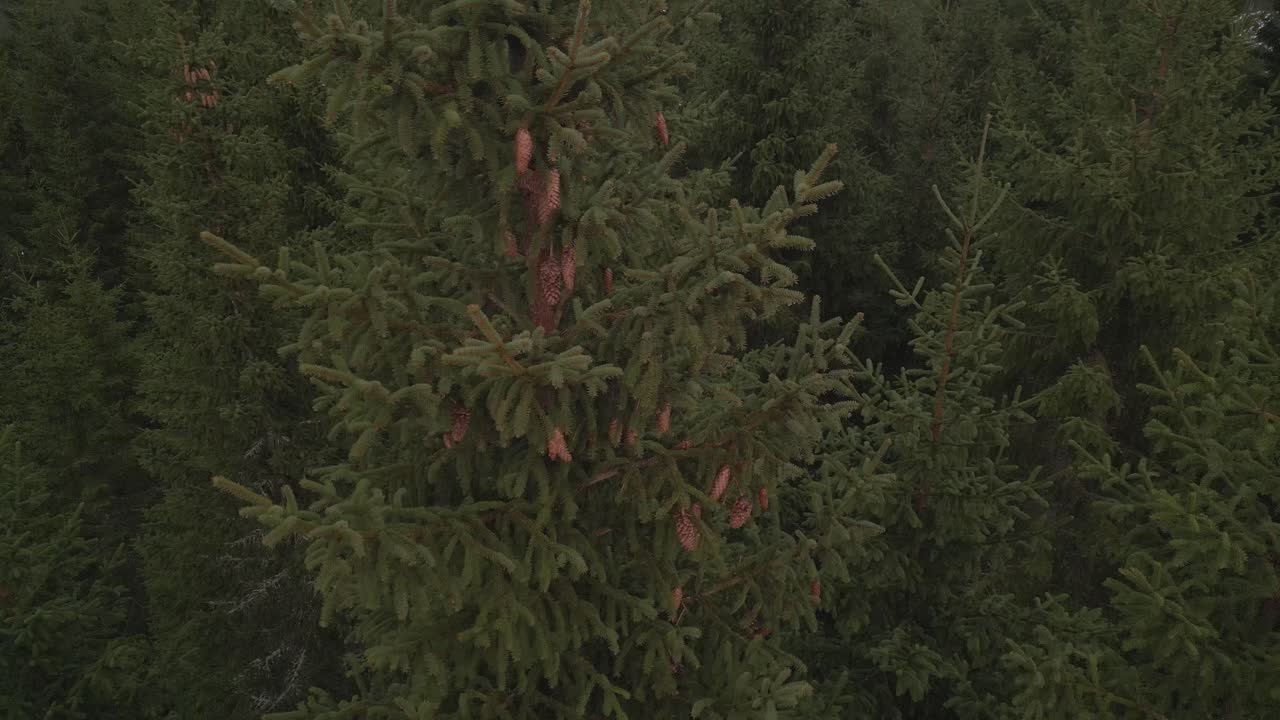 La cima di un abete rosso costellata di pigne pendenti