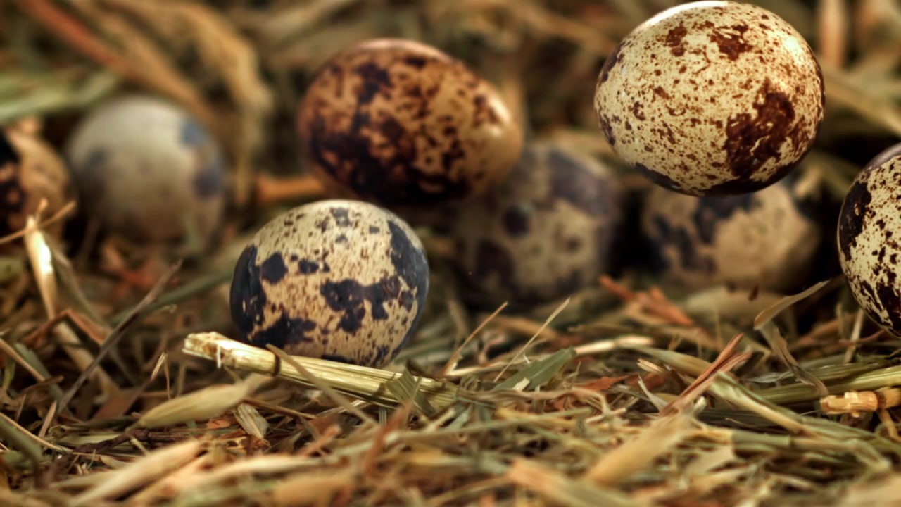 Slow Motion of Speckled Quail Eggs Falling into a Hay Nest