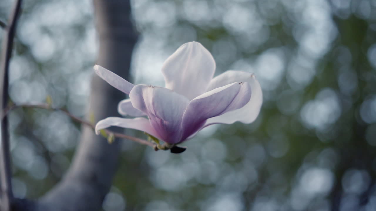 hermosa flor de magnolia púrpura y blanca en el árbol en primavera con poca profundidad de campo y fondo borroso