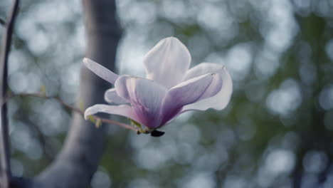 beautiful purple and white magnolia blossom on tree in spring time with shallow depth of field and blurry background