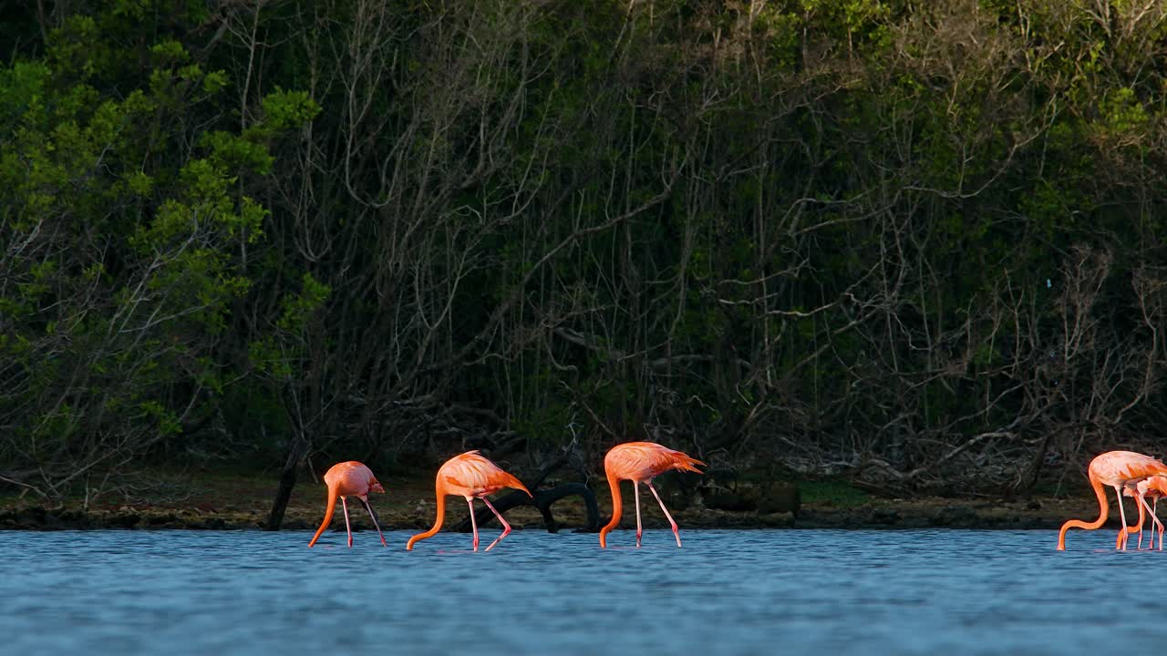 telefotografía de plano medio de flamencos que se alimentan en el borde de un alto bosque tropical en aguas salobres