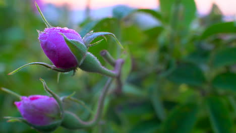 Closeup-of-Bulgarian-pink-rose---Pink-bud-with-dewdrops-in-a-garden-located-in-the-rose-valley-in-Bulgaria