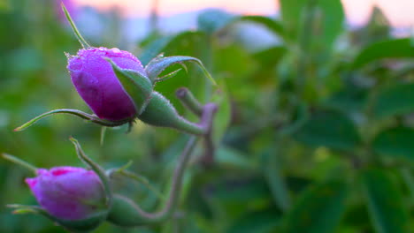 primer plano de rosa búlgara - capullo rosa con gotas de rocío en un jardín ubicado en el valle de las rosas en bulgaria