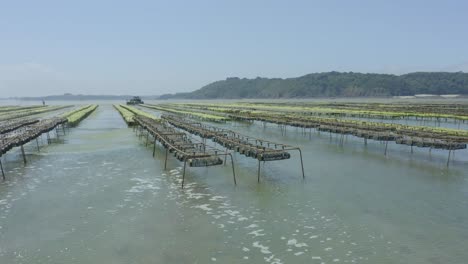 panorama of oyster farm with basket and rack-and bag system for aquaculture