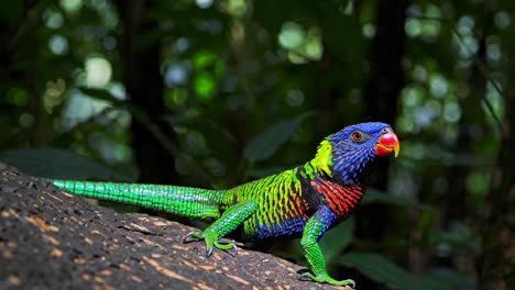 vibrant lizard in a tropical forest