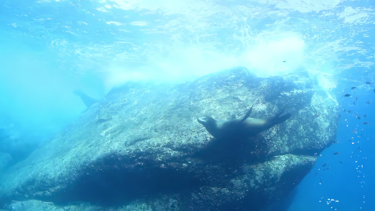 Sea lions underwater near a rock