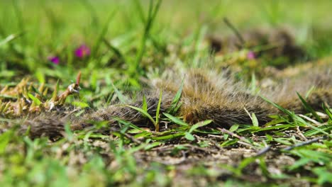 Caterpillars-Lined-up-in-the-Grass