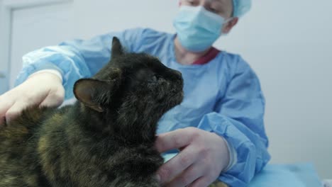 veterinary surgeon is preparing cat for neutering surgery