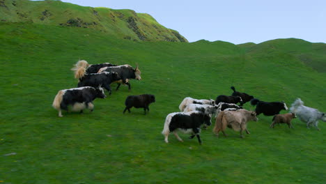 Manadas-De-Yaks-Corren-Por-El-Paisaje-Verde-De-Nepal-Con-Pastos,-Clima-Soleado,-Libertad,-Cielo-Y-Felicidad