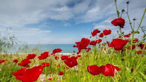 flores de amapola y playa