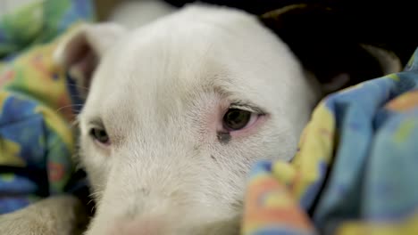 white dog start falling in sleep and napping on blanket at nighttime