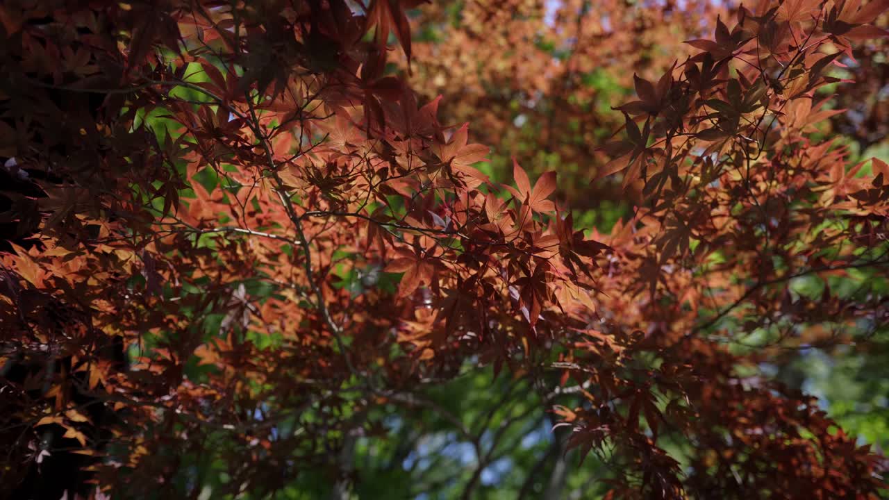 Red Japanese Maple Leaves in Sunlight