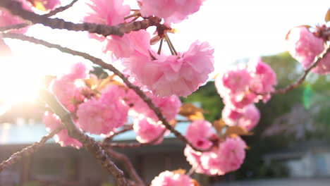 Nahaufnahme-Von-Kikuzakura-Sakura-Blume-Im-Wind-Mit-Orangefarbenem-Sonnenuntergang-Lens-Flare