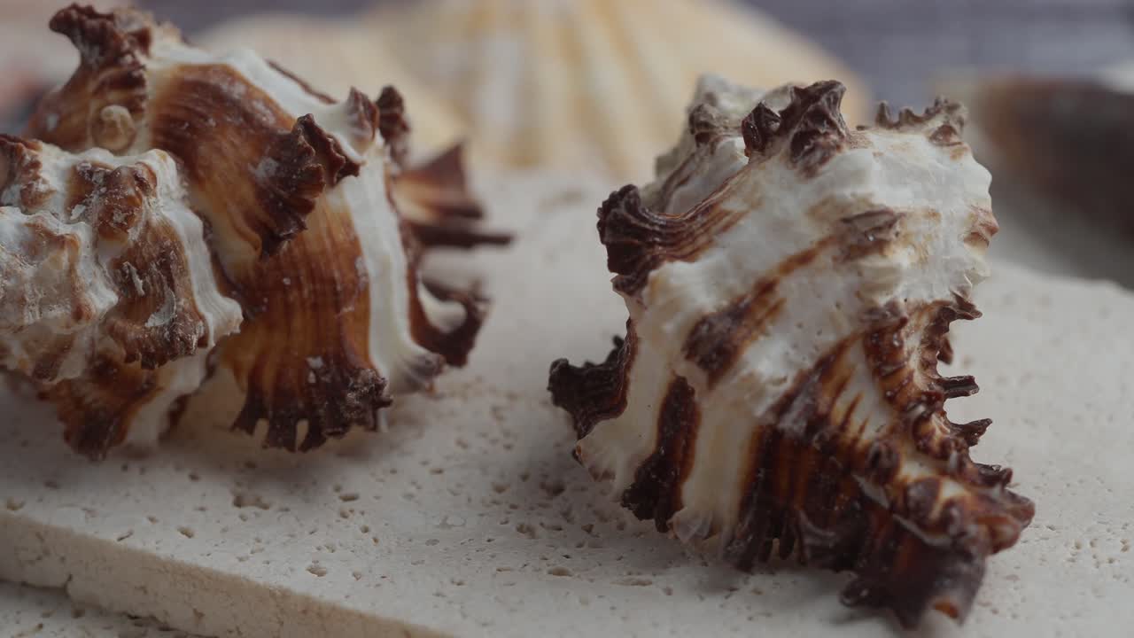 Seashells