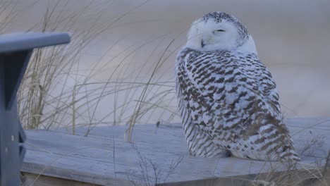 snowy owl perched on wooden structure near beach grass during winter in coastal habitat