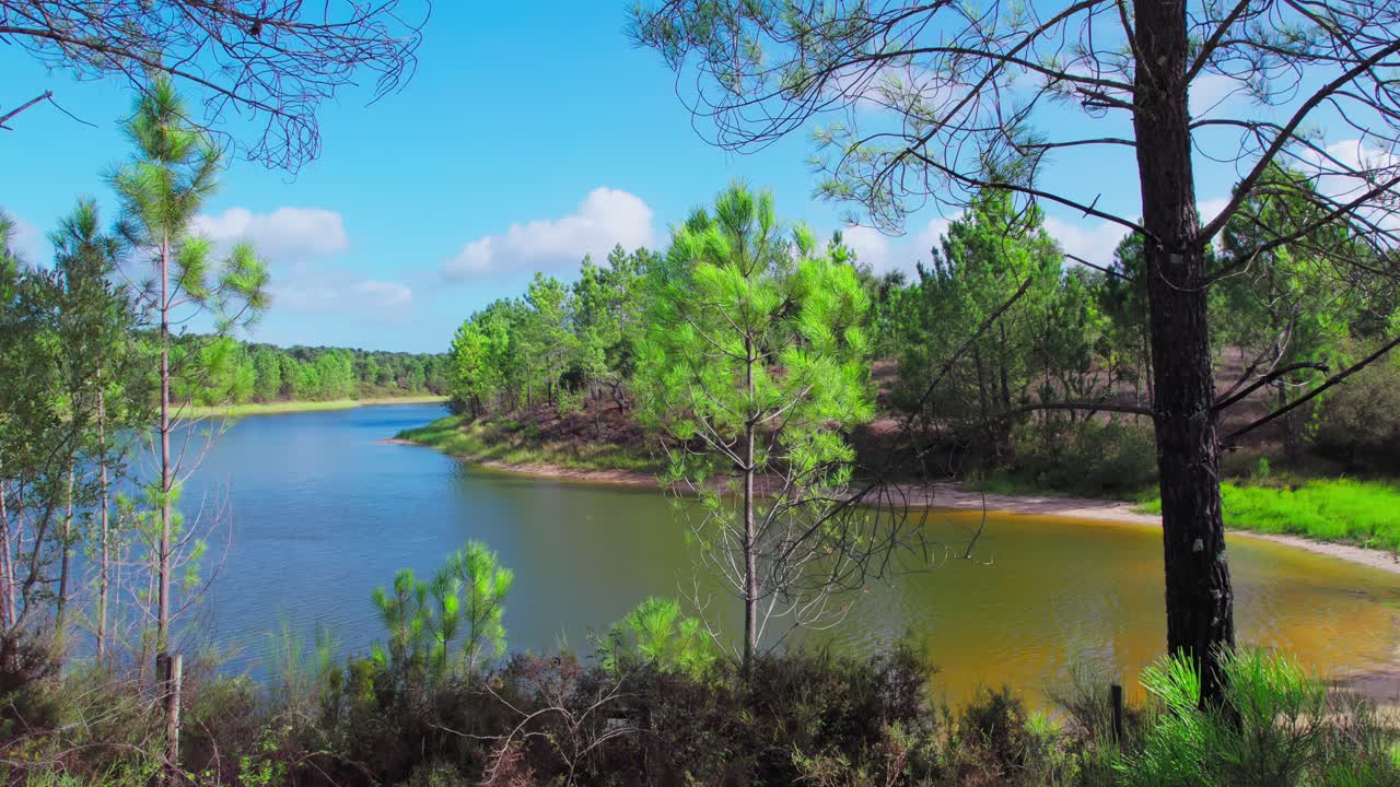 haciendo zoom en un pequeño árbol cerca de un río en montargil, portugal