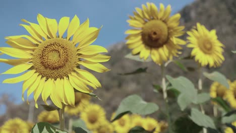 cerca de 4k de vibrantes amarillos, coloridos y hermosos girasoles campo con cielo azul claro muestra la flor detalles de pétalos, semillas y hojas verdes que es el concepto de la agricultura agrícola.