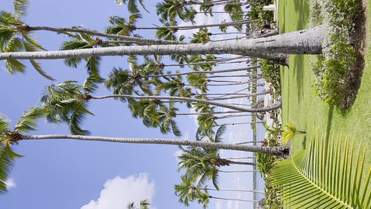 fotografía vertical de un hermoso jardín de hierba con palmeras y el mar caribe en el fondo - playa nueva romana, república dominicana