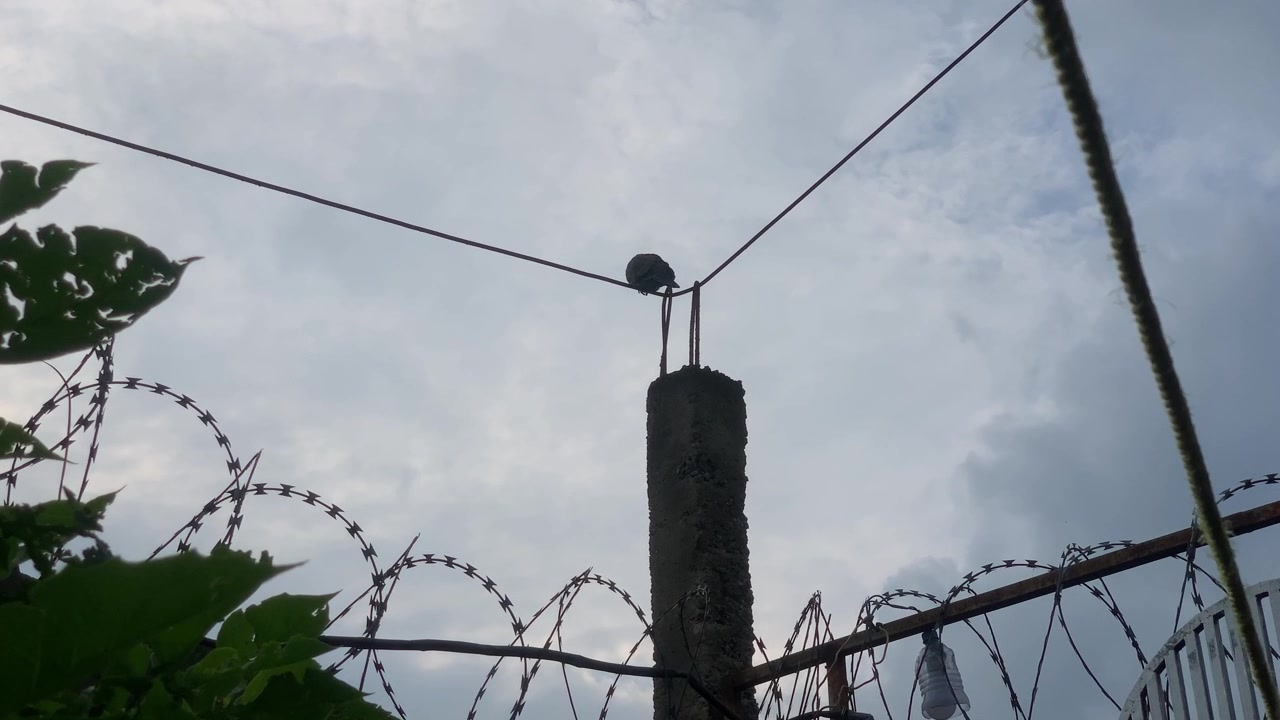 Pigeon setting on cable in the golden hours observing the ground felling cold