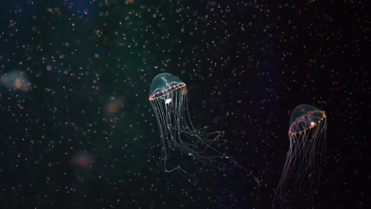 Incredible Glowing Jellyfish Swims Beautifully in Slow Motion