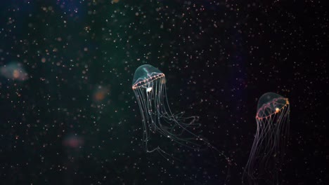 increíble medusa brillante nada maravillosamente en cámara lenta