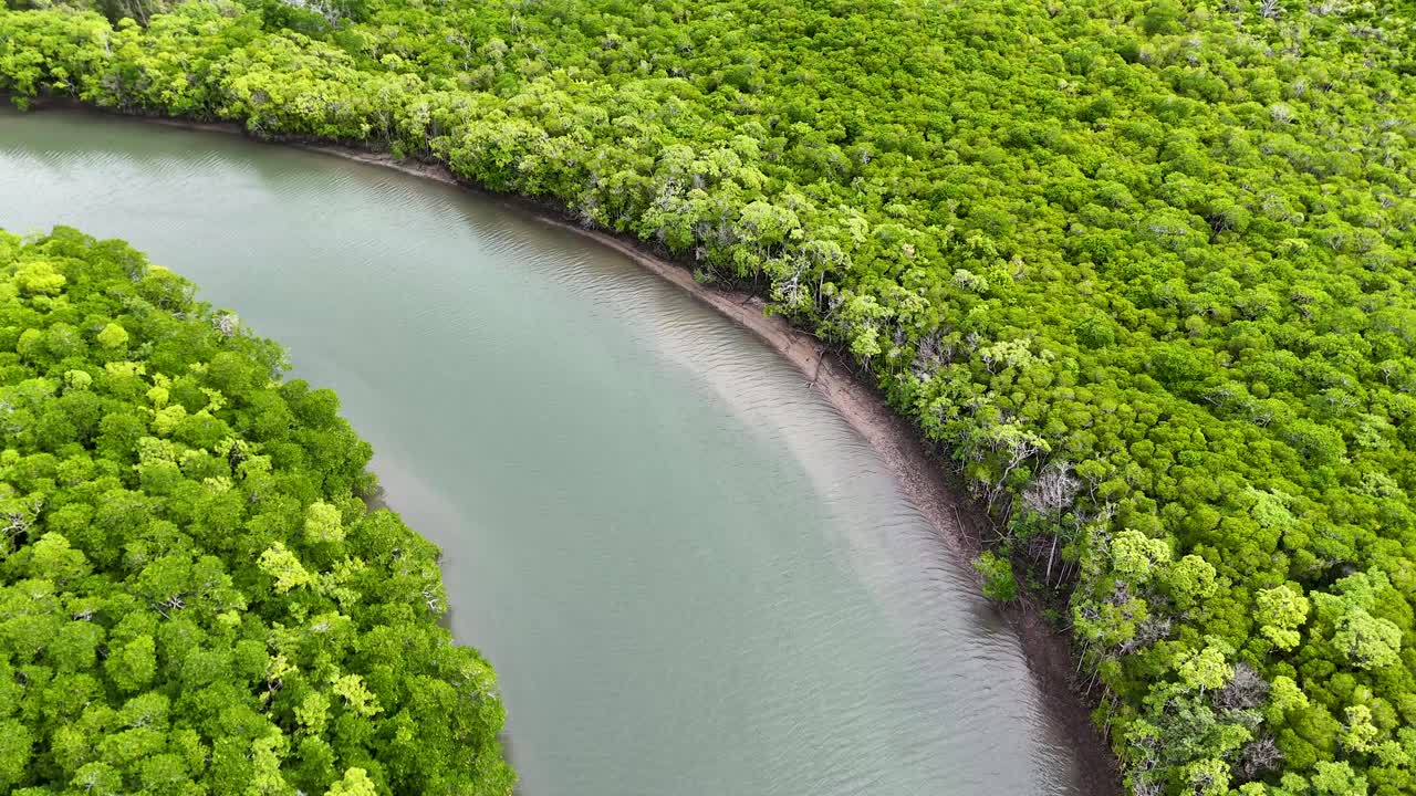 Drone glides above lush rainforest river bend, revealing vibrant green canopy and winding waterway