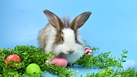 conejo en el fondo de la pantalla azul. animal espiritual y mascota inteligente para la pascua
