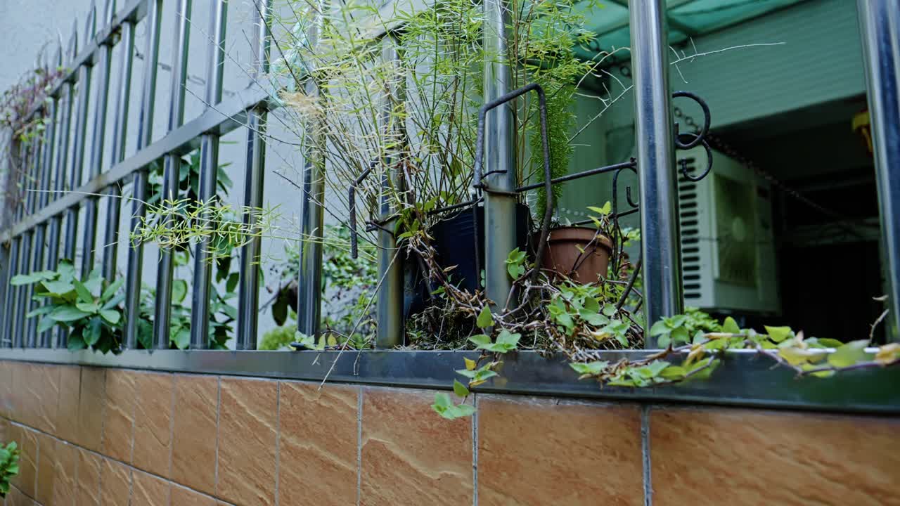 Green plants growing in pots along a metal fence, showing a mix of life in Taiwan