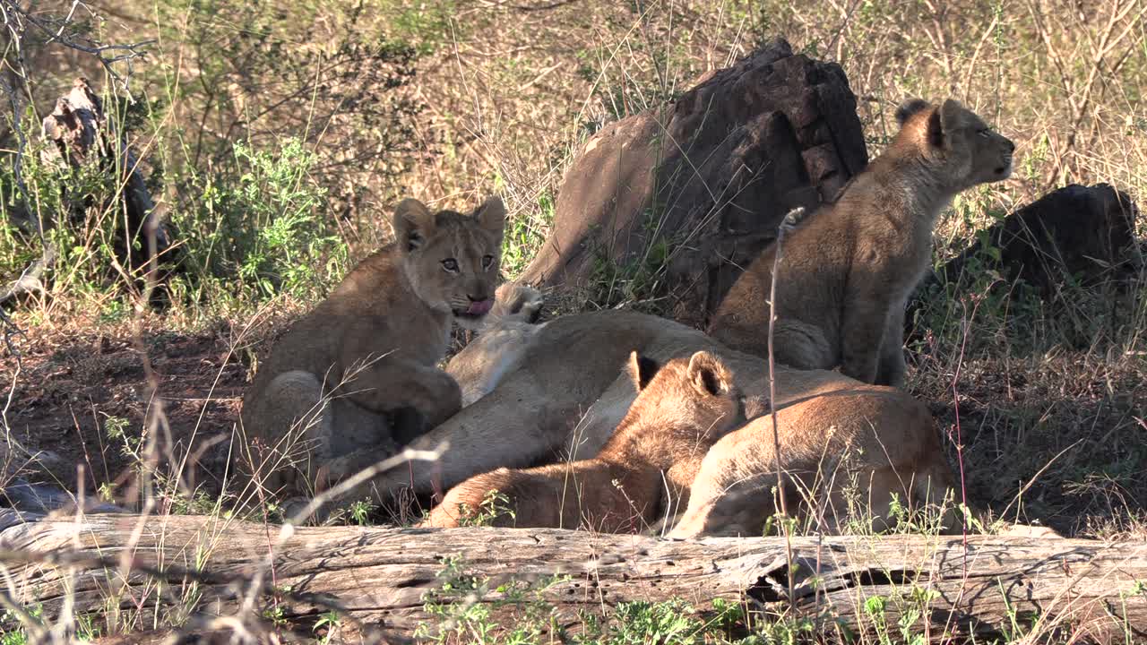 Lioness with her cubs lying in the shade and nursing her little ones