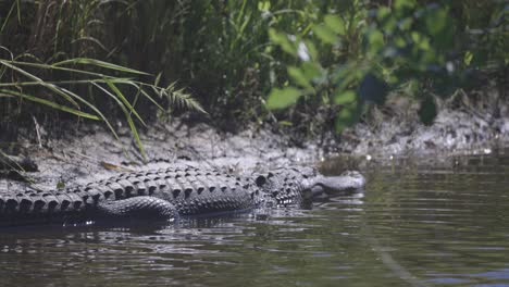 alligator laying in shallow water with slight breeze