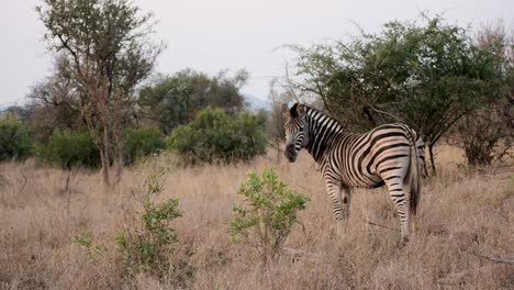la cebra en la sabana africana mira hacia atrás