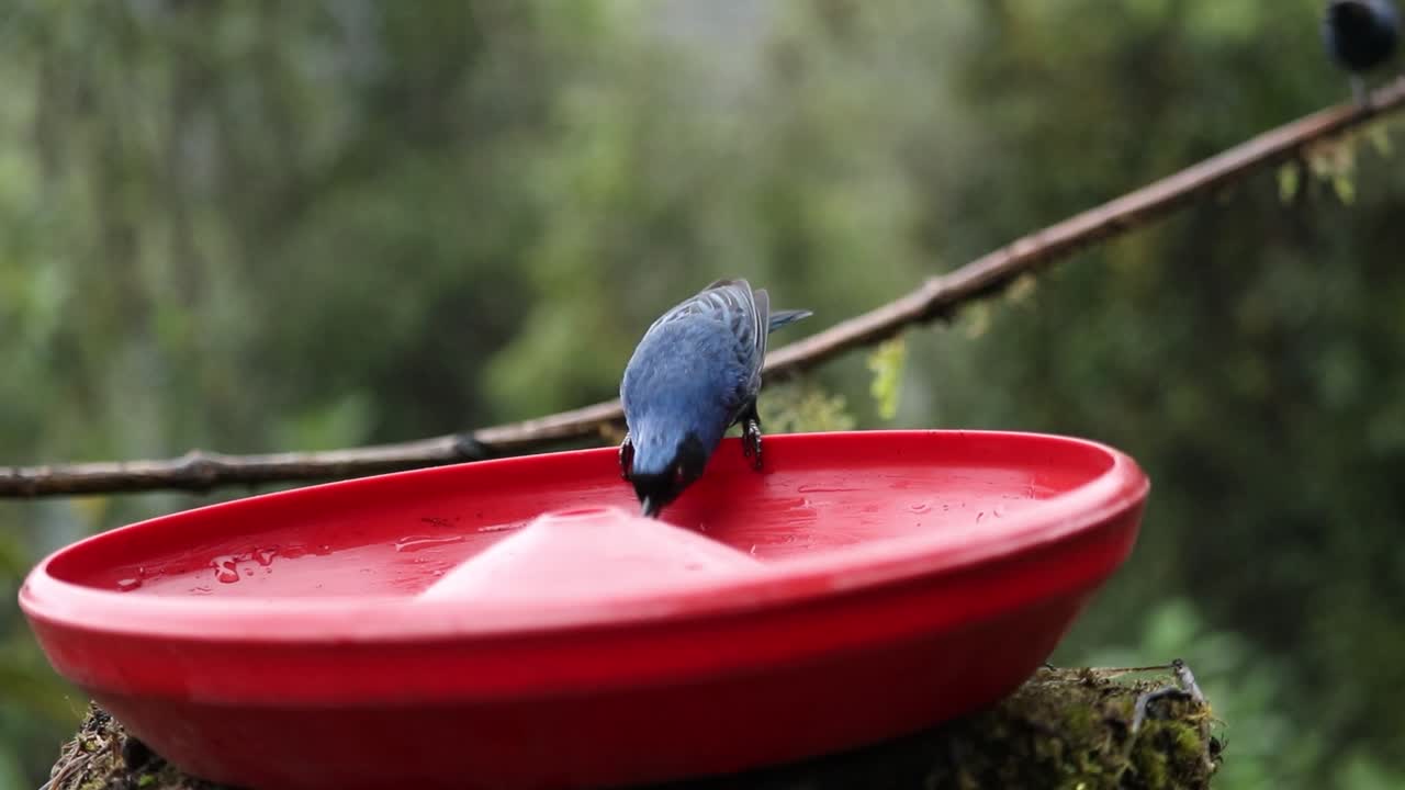Riprese stabili a mano libera nella foresta pluviale di montagna di Zuroloma che mostrano diverse specie di uccelli andini che visitano una ciotola d'acqua rossa per bere, evidenziando la biodiversità nell'ecosistema montano dell'Ecuador.