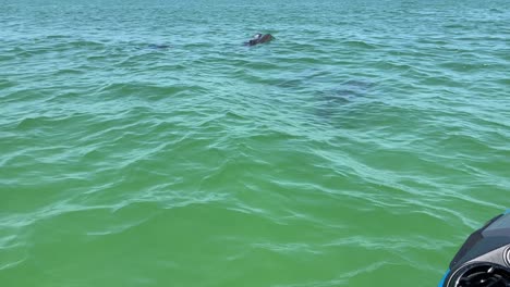 a pod of dolphins swimming into deeper seas in florida, usa